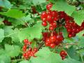 Ribes spp.